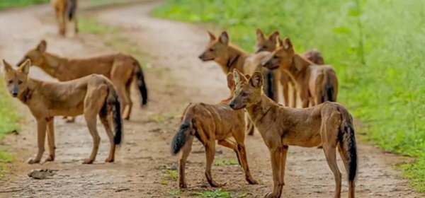 野猪最怕什么东西