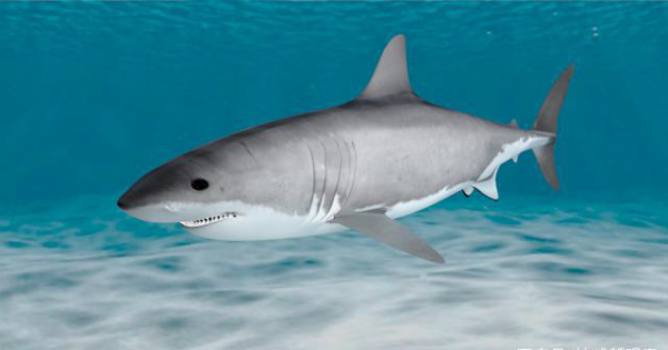 海洋最大的鱼类是什么鱼