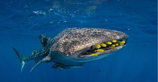 海洋最大的鱼类是什么鱼