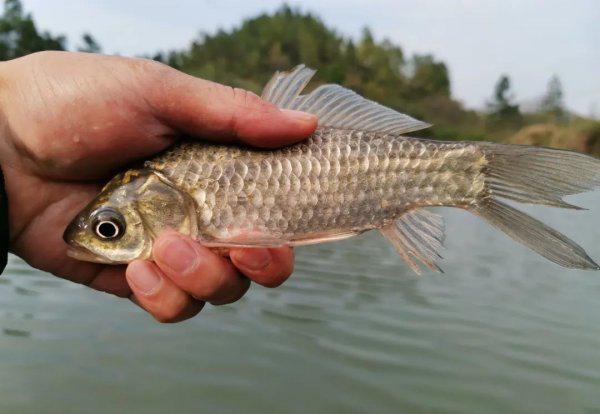 野钓鲫鱼用什么漂型的漂合适