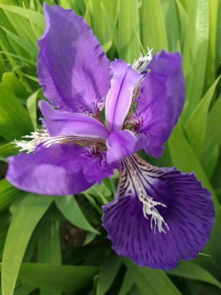 牡丹开花的季节是几月