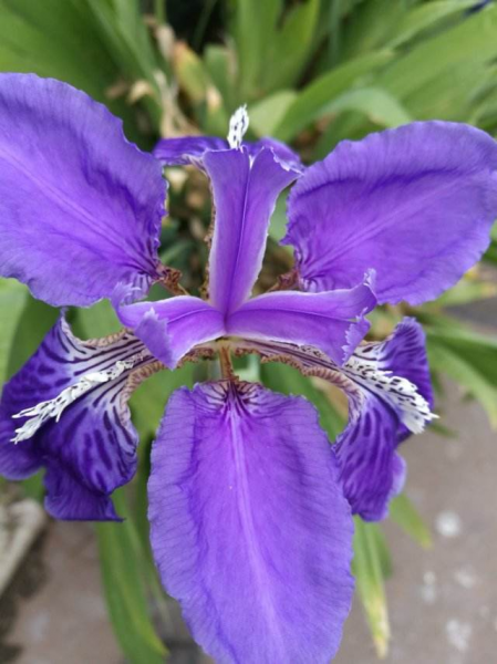 牡丹开花的季节是几月