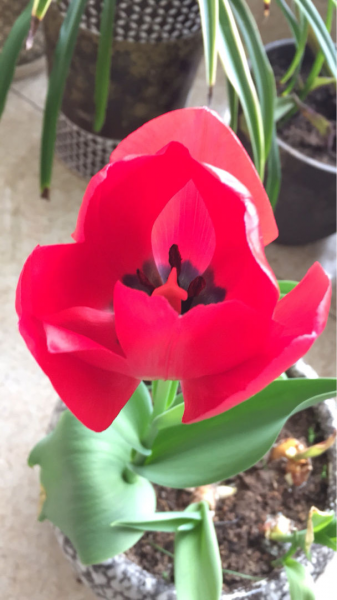 牡丹开花的季节是几月