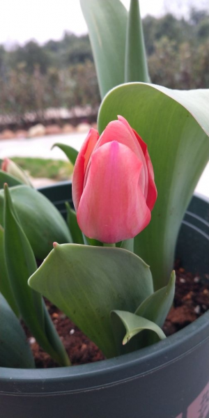 牡丹开花的季节是几月