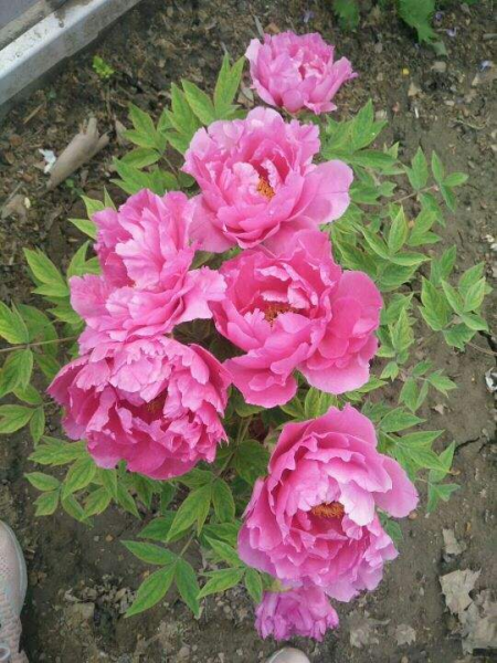 牡丹开花的季节是几月