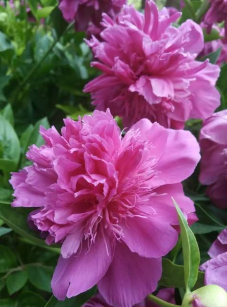 牡丹开花的季节是几月