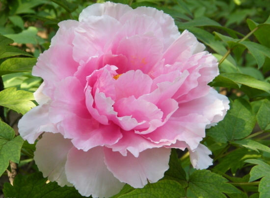 牡丹开花的季节是几月