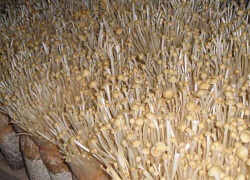 金针菇能放冰箱吗