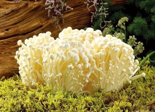 金针菇能放冰箱吗