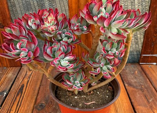 锦晃星怎么修剪好看