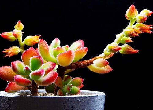 锦晃星怎么修剪好看