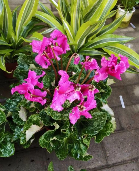 仙客来花开败后怎么处理