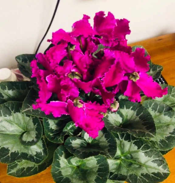 仙客来花开败后怎么处理