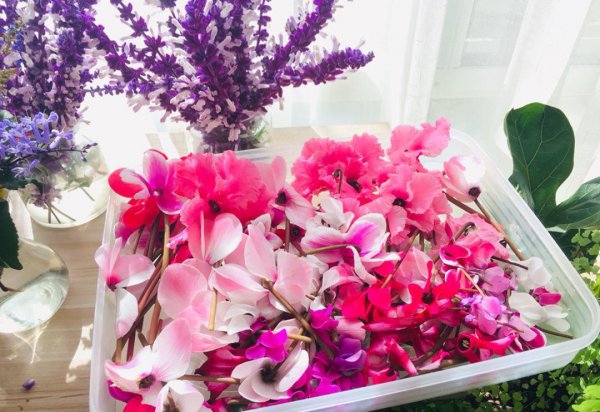 仙客来花开败后怎么处理