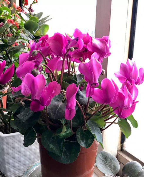 仙客来花开败后怎么处理