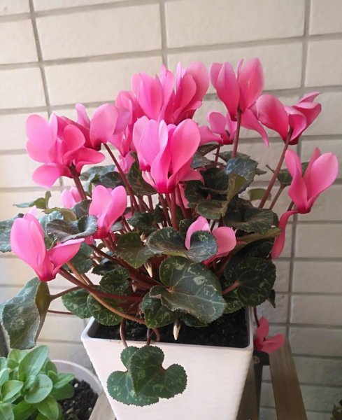 仙客来花开败后怎么处理