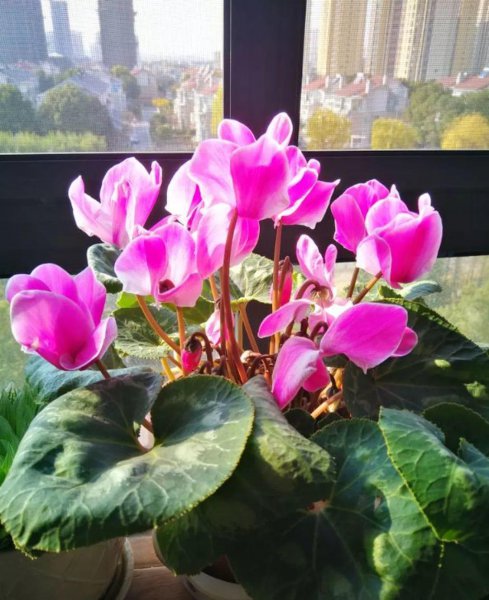 仙客来花开败后怎么处理