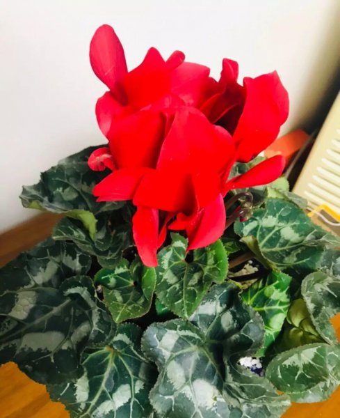 仙客来花开败后怎么处理