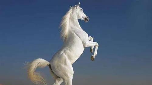 中国古代十大名马的名字