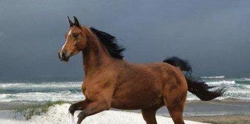 中国古代十大名马的名字