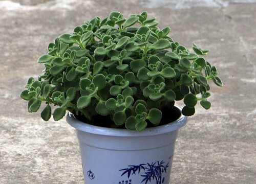 分享碰碰香的养殖方法