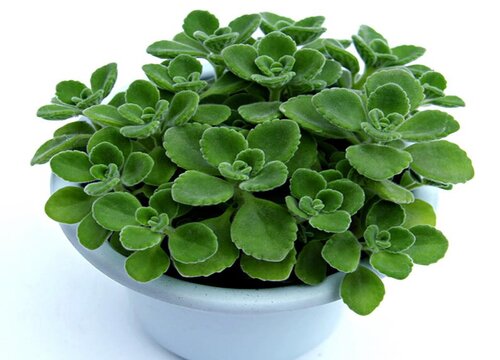 分享碰碰香的养殖方法