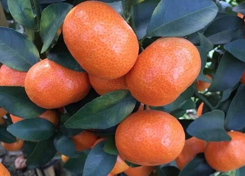 橘子的种类名称和图片
