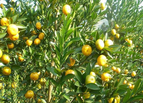 橘子的种类名称和图片