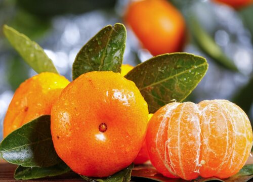 橘子的种类名称和图片
