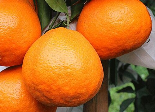 橘子的种类名称和图片