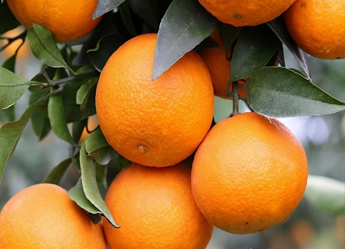 橘子的种类名称和图片