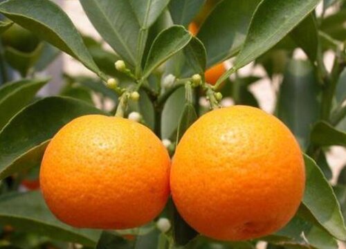 橘子的种类名称和图片