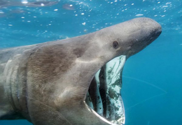 世界上远古十大巨鲨