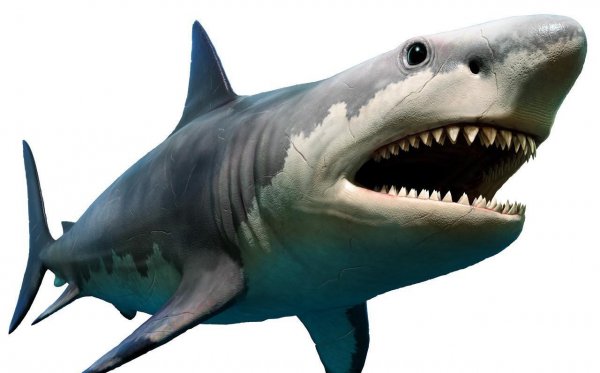 世界上远古十大巨鲨