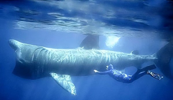 世界上远古十大巨鲨