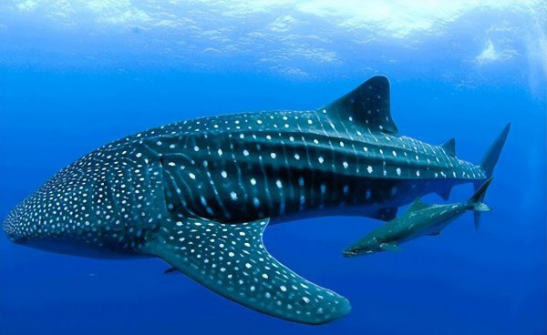 世界上远古十大巨鲨