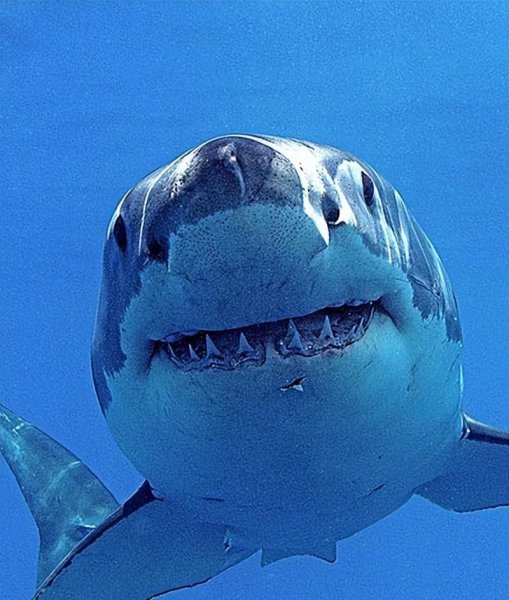 世界上远古十大巨鲨