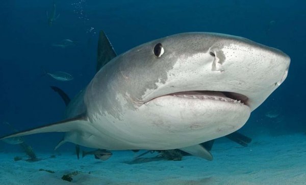 世界上远古十大巨鲨
