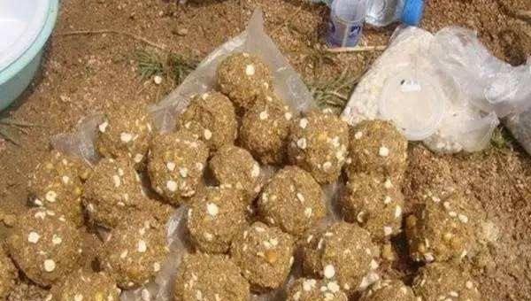 鲫鱼喜欢吃什么饵料