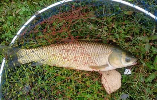 鲫鱼喜欢吃什么饵料