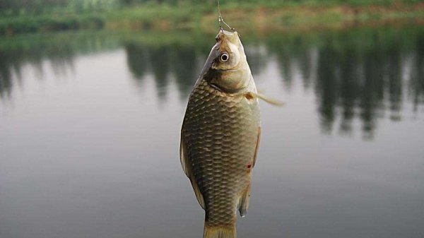 鲫鱼喜欢吃什么饵料