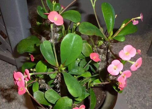 虎刺梅如何掌握配土与上盆技巧