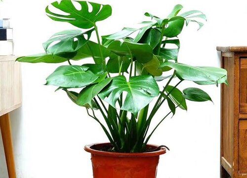 吸甲醛的植物盆栽有哪些