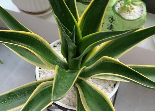 吸甲醛的植物盆栽有哪些