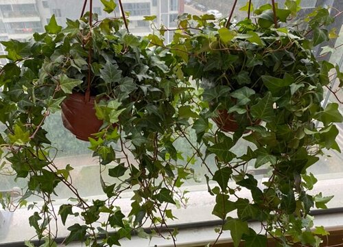 吸甲醛的植物盆栽有哪些