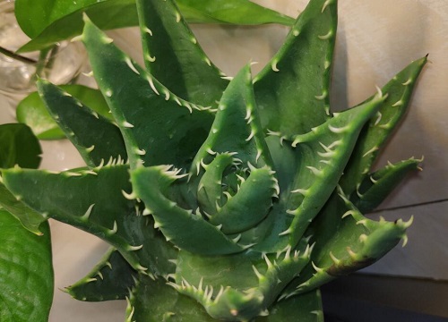 吸甲醛的植物盆栽有哪些