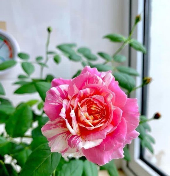 莫奈月季优缺点介绍