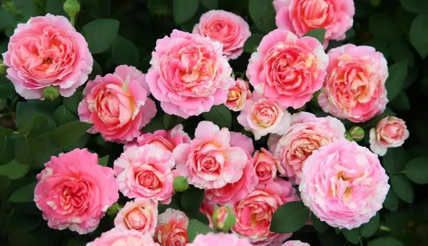 莫奈月季优缺点介绍