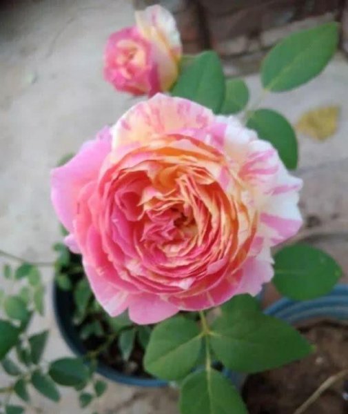 莫奈月季优缺点介绍