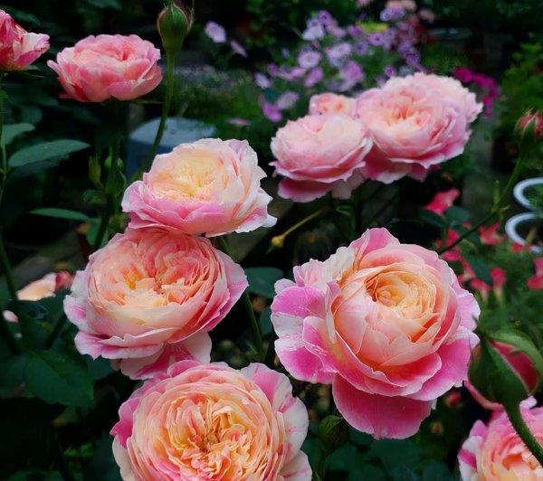 莫奈月季优缺点介绍